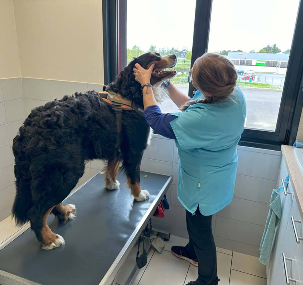 Vétérinaire qui consulte un chien