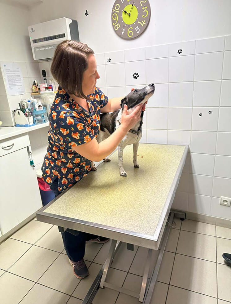 Vétérinaire à Pontorson qui consulte un chien