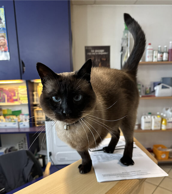 Chat du cabinet vétérinaire à Pontorson