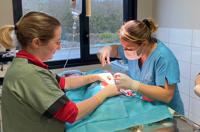 Chirurgie vétérinaire, Hospitalisation vétérinaire