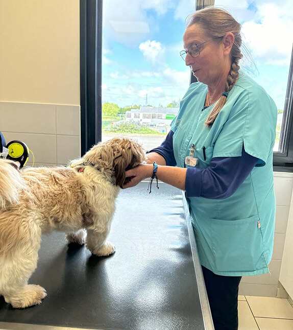 VB-Clinique-Dol-2 Vétérinaire de la clinique Dol de Bretagne