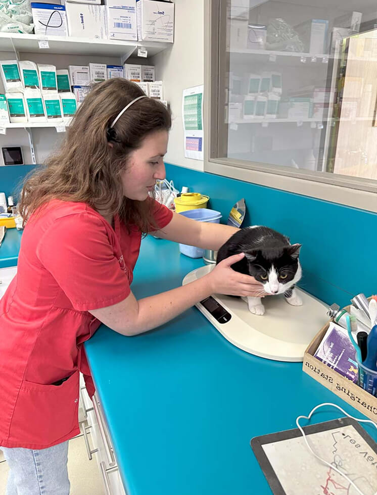 VB-Clinique-Dol-services Vétérinaire qui consulte un chat