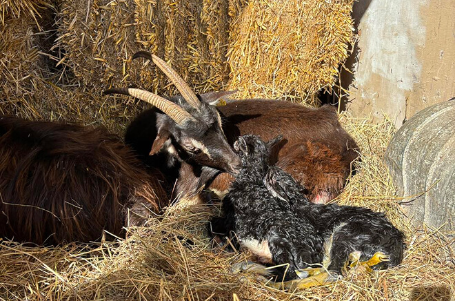 Consultation rurale vétérinaire