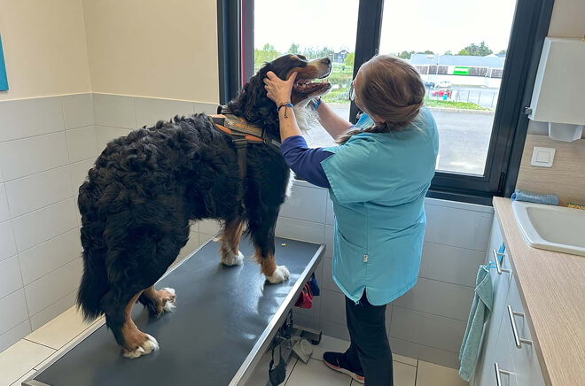 VB-Consultation Consultation vétérinaire, services vétérinaires