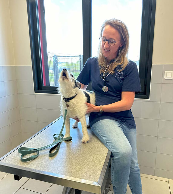 Consultation vétérinaire à Dol de Bretagne et Pontorson