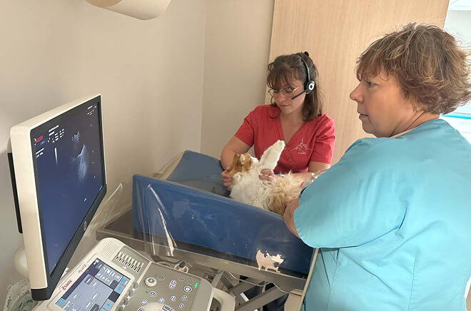 Échocardiographie vétérinaire