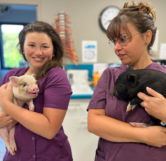 2 v&eacute;t&eacute;rinaires de la baie portant des cochons