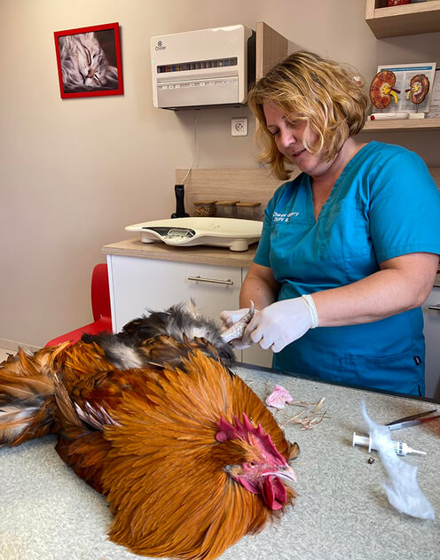 v&eacute;t&eacute;rinaire qui consulte un coq