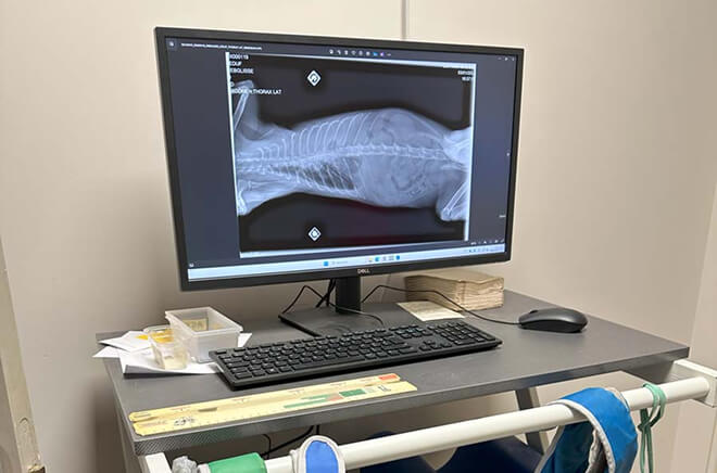 Imagerie vétérinaire