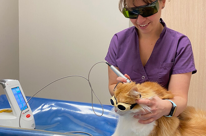 Laser thérapeutique vétérinaire