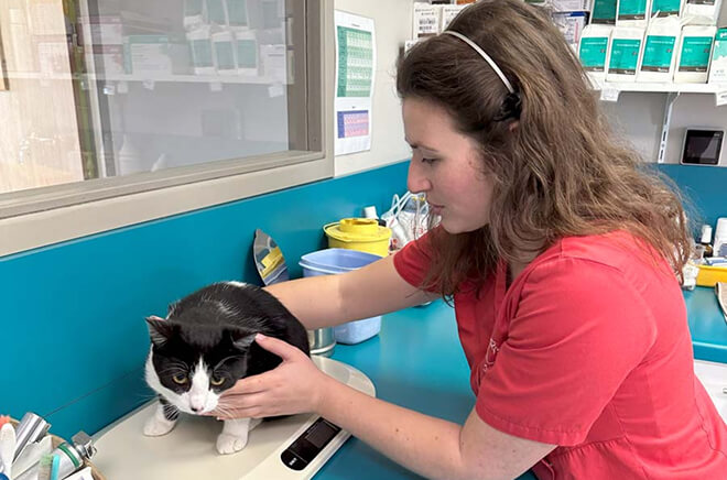 VB-Nutrition Nutrition vétérinaire