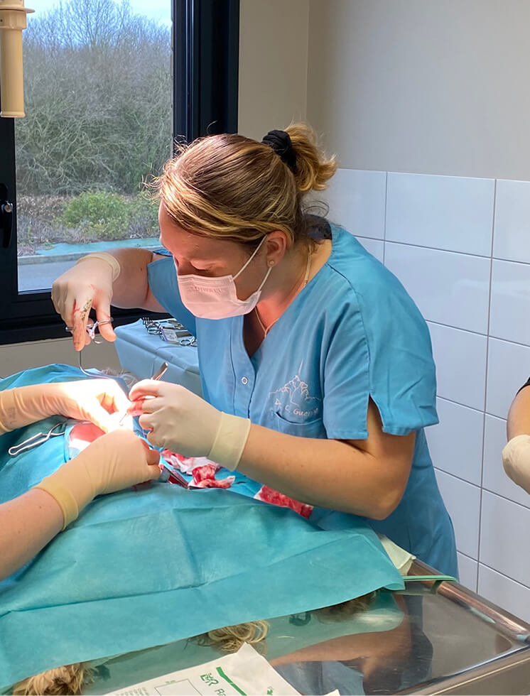 Chirurgie vétérinaire